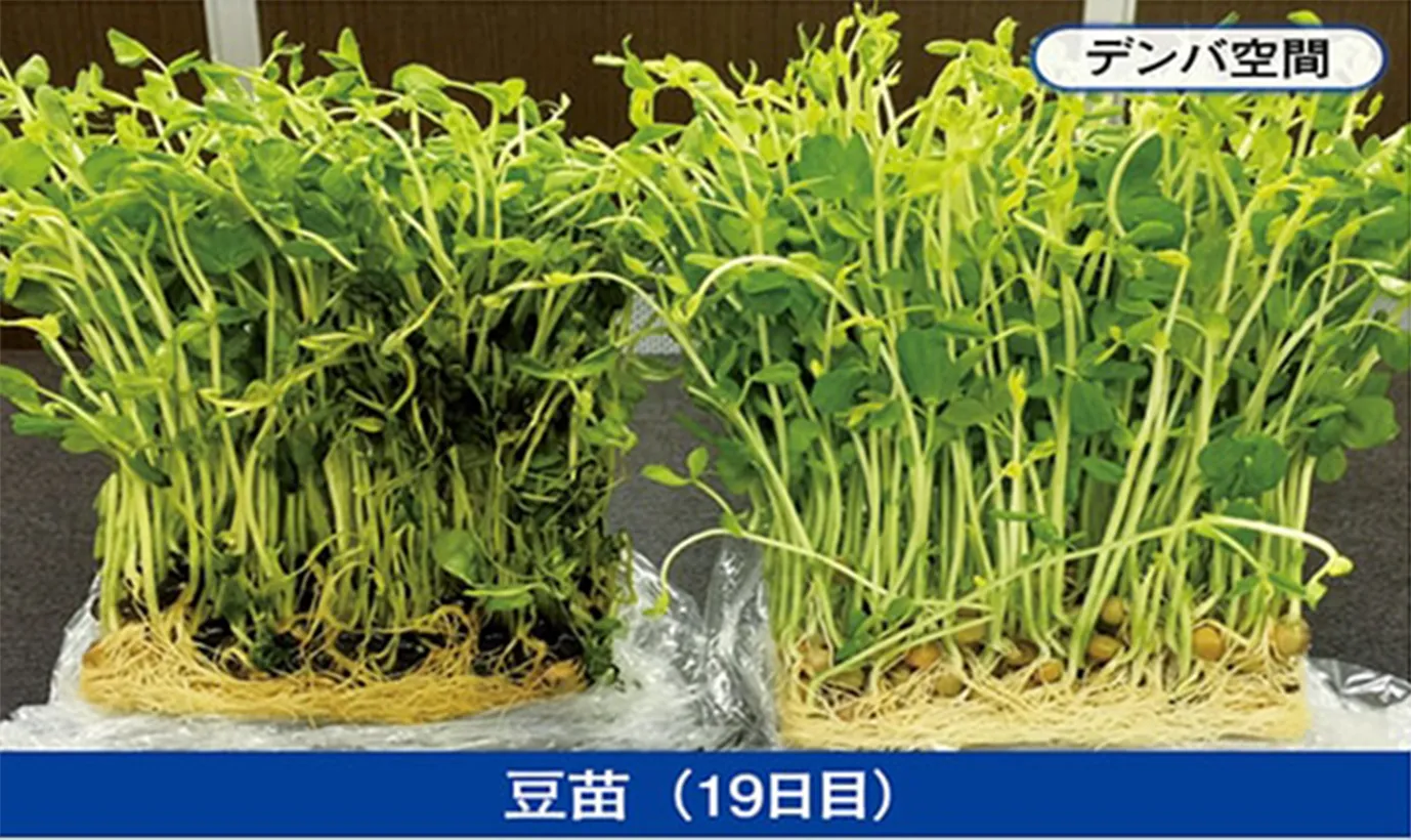 デンバ空間に置いた豆苗と通常の豆苗の比較写真